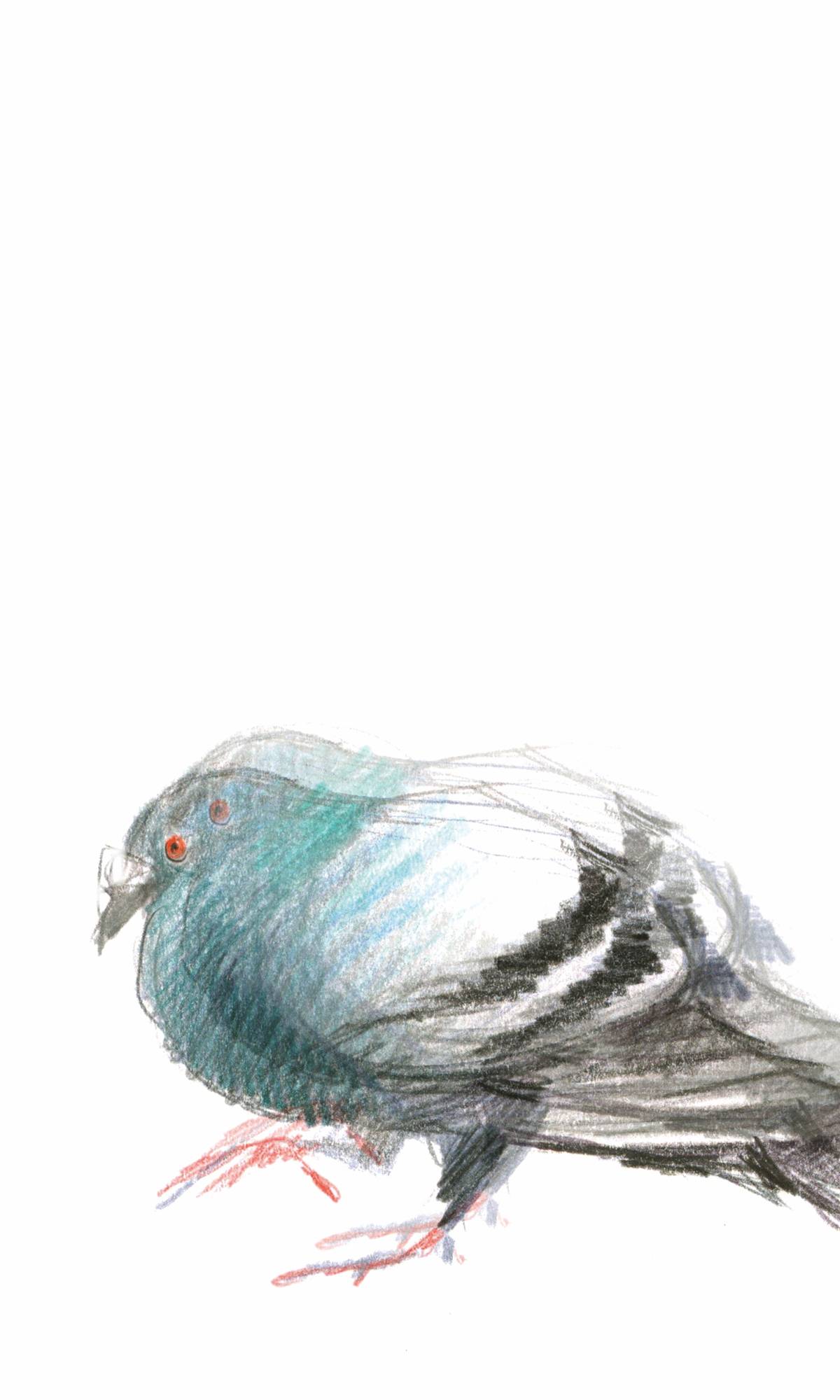 Gołąb